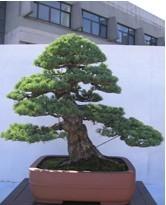 五针松盆景