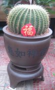 精装金虎