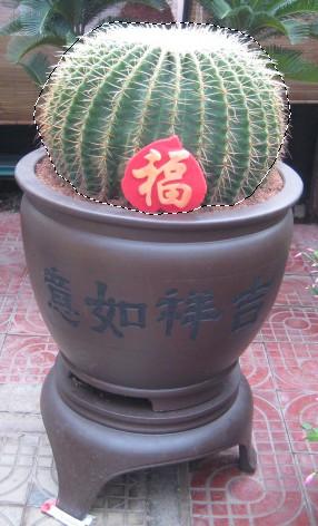 精装金虎