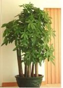 特大多头发财树