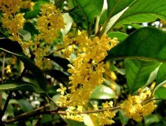桂花