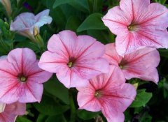 牵牛花