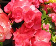 四季海棠花